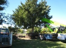 Kwikfynd Tree Management Services
gooseberryhill